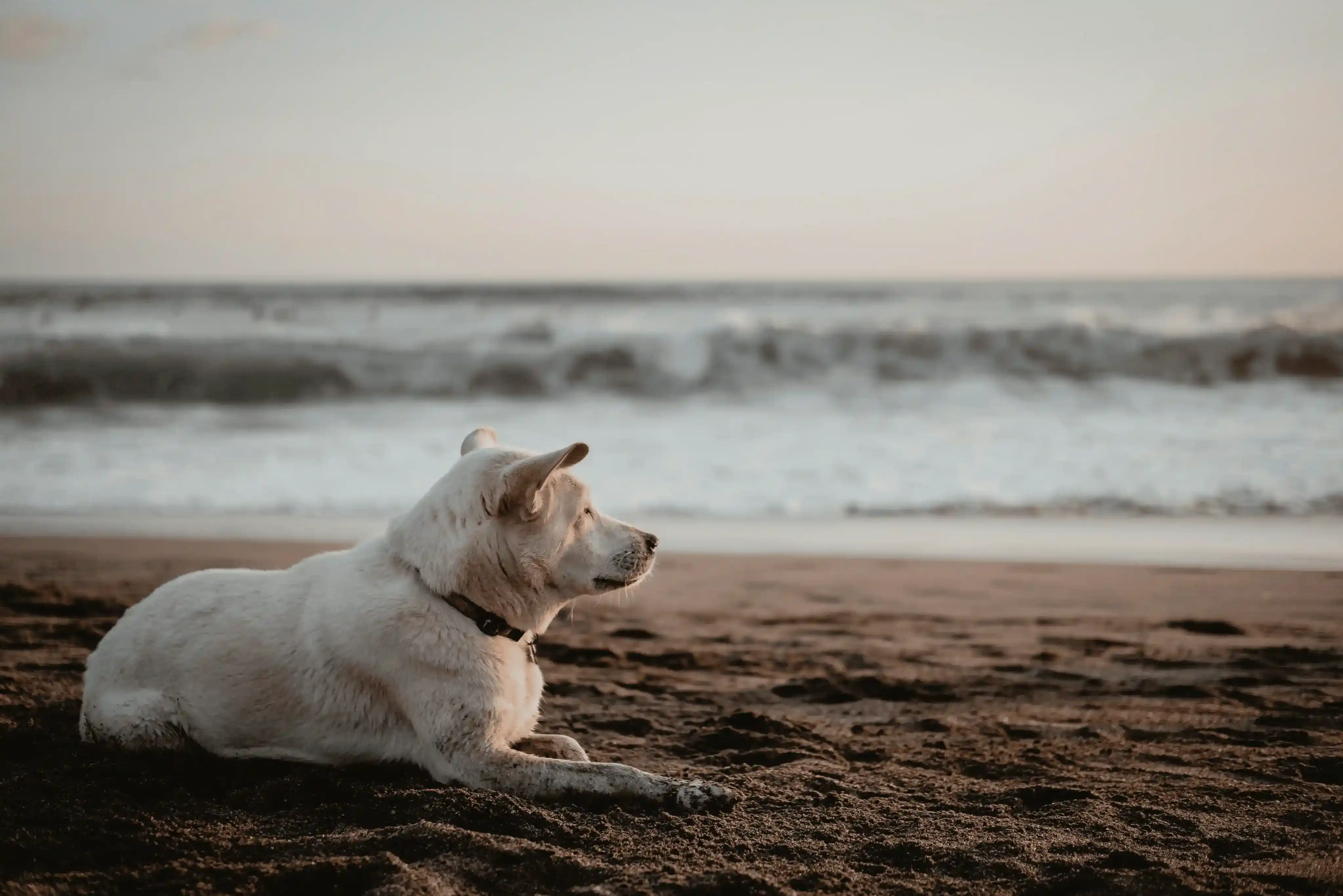 Berawa Beach - Beach vocation