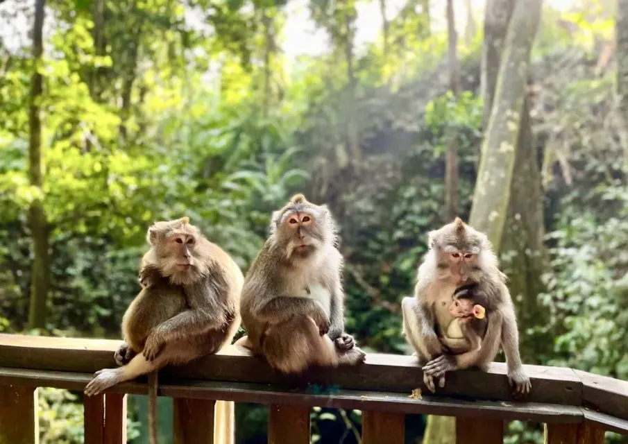 Ubud - Nature, jungle, animals