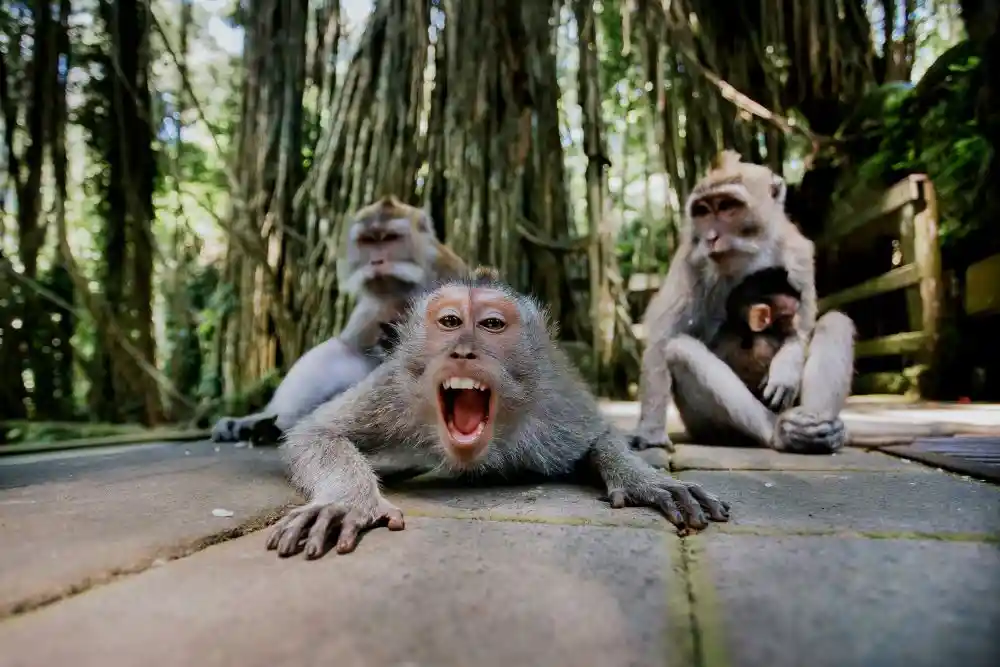 Monkey world - nature